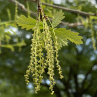 Quercus alba (white oak): 2-3½” long, greenish-yellow male catkins develop at new growth's base (flowers have calyxes & several stamens).