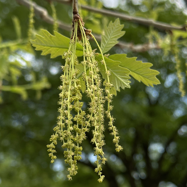 Quercus alba (white oak): 2-3½” long, greenish-yellow male catkins develop at new growth's base (flowers have calyxes & several stamens).