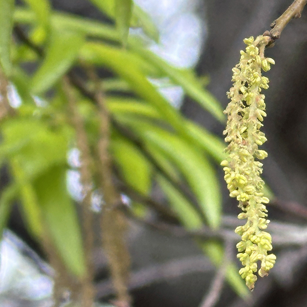 Quercus phellos 2–3-inch long, drooping, yellowish male catkins with flowers consisting of a cup-shaped calyx and several stamens.