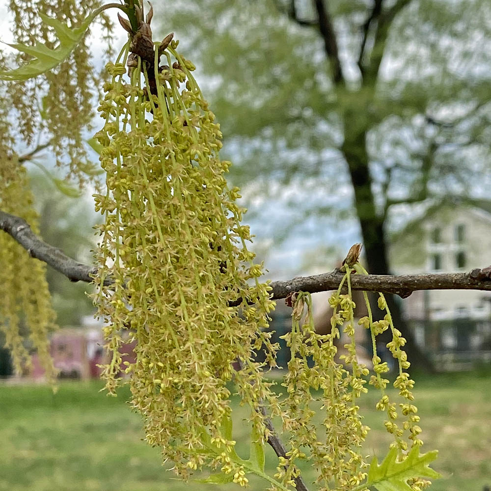 Quercus rubra (northern red oak): 2-4” long, yellowish-green male catkins about; these catkins often occur in are produced from the axils of last year's leaves toward the tips of twigs. Flowers are less than 1/8" across, consisting of several stamens and a calyx partially hidden by hairy bracts.