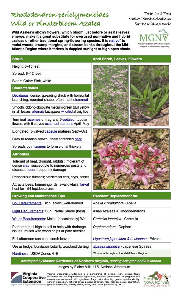 Rhododendron periclymenoides Wild or Pinxterbloom Azalea Tried and True Native Plant Selections for the Mid-Atlantic Wild Azalea’s showy flowers, which bloom just before or as its leaves emerge, make it a great substitute for overused non-native and hybrid azaleas or other traditional spring-flowering species. It is native* to moist woods, swamp margins, and stream banks throughout the Mid- Atlantic Region where it thrives in dappled sunlight or high open shade. Shrub Height: 3–10 feet Bloom Color: Pink, white Smooth, oblong-oboovate medium-green (dull yellow in fall) leaves, alternate but appear whorled at twig tips April Shrub, Leaves, Flowers Spread: 6–12 feet Characteristics Deciduous, dense, spreading shrub with horizontal branching, rounded shape, often multi-stemmed Terminal racemes of fragrant, 5-petaled, tubular flowers with 5 curved exserted stamens April–May Elongated, 5-valved capsule matures Sept–Oct Gray to reddish-brown, finely shredded bark Spreads by rhizomes to form clonal thickets Attributes Tolerant of heat, drought, rabbits; intolerant of dense clay; susceptible to numerous pests and diseases; deer frequently damage Poisonous to humans; problem for cats, dogs, horses Attracts bees, hummingbirds, swallowtails; larval host for ~54 lepidopterans Growing and Maintenance Tips Soil Requirements: Rich, acidic, well-drained Excellent Replacement for Abelia x grandiflora - Abelia Light Requirements: Sun, Partial Shade (best) Asian Azaleas & Rhododendrons Water Requirements: Moist, (occasionally) Wet Plant root ball high in soil to help with drainage issues; mulch with wood chips or pine needles Full afternoon sun can scorch leaves Use as hedge; foundation, butterfly, woodland planting Camellia japonica - Camellia Daphne odora - Daphne Ligustrum japonicum & L. sinense - Privets Spiraea japonica - Japanese Spiraea Hardiness: USDA Zones 4–9 *Common throughout the Mid-Atlantic Region. developed by Master Gardeners of Northern Virginia, serving Arlington and Alexandria Images by Elaine Mills, U.S. National Arboretum