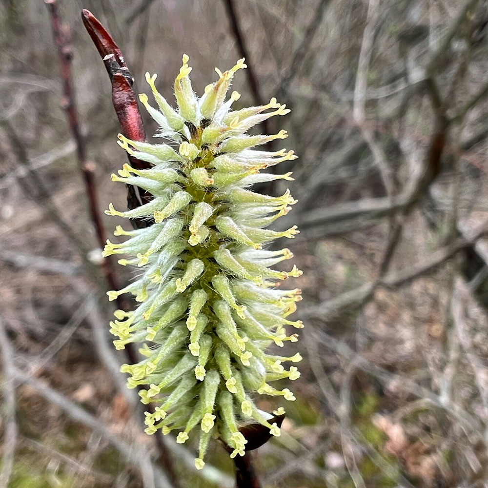 Salix caprea (goat willow) female catkin.