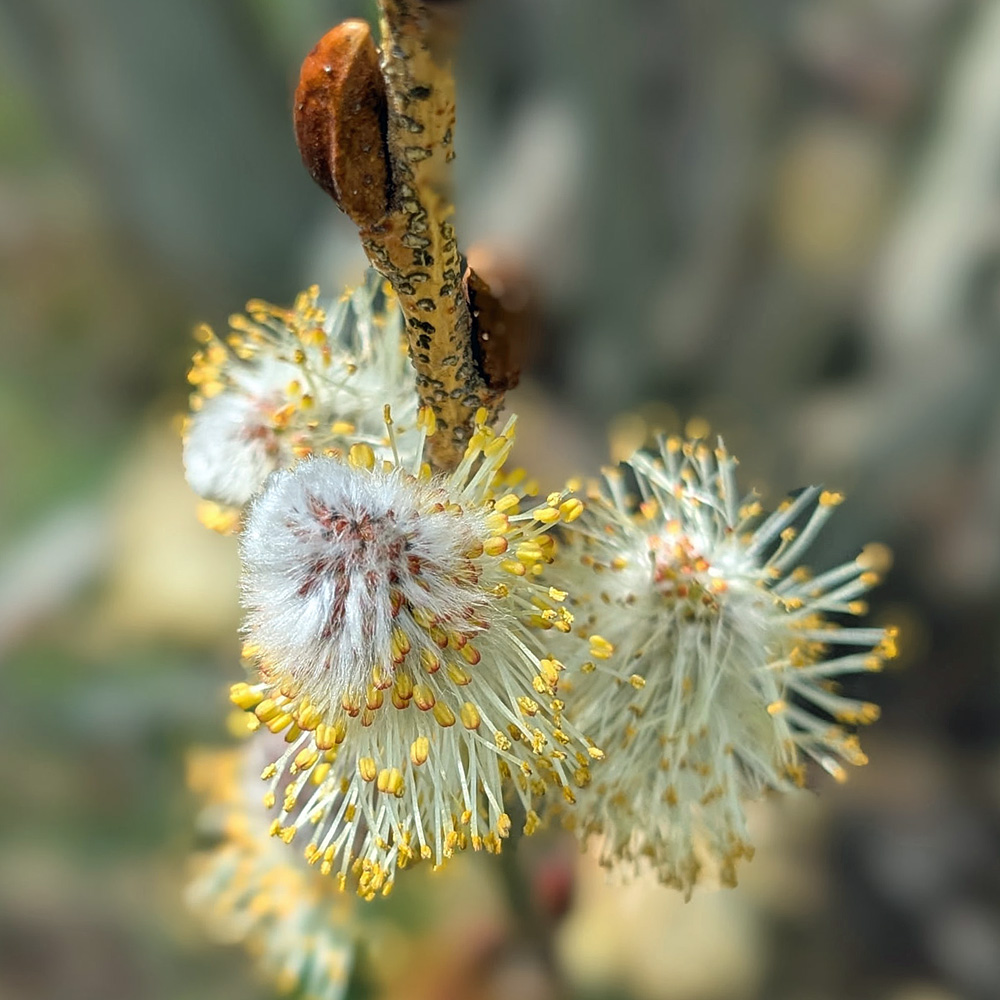 Salix caprea (goat or pussy willow): Male florets—a pair of yellow-anthered stamens—emerge from an erect, silky, bud-shaped catkin. Photo © Julianne Free