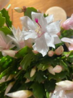 White bloom on holiday cactus
