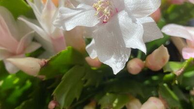 White bloom on holiday cactus