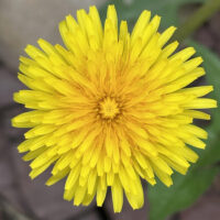 Taraxacum (dandelion) flowers are ligulate capitula.
