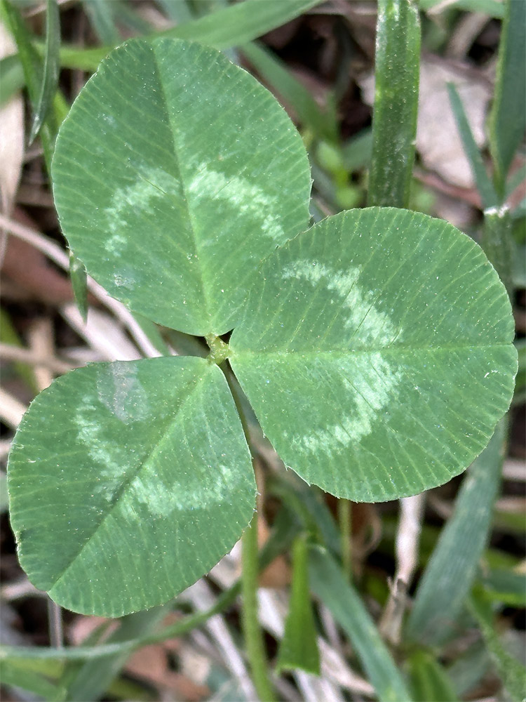 Trifoliate Trifolium repens (white clover) leaflets are described as petiolulate (to 1 mm) or nearly sessile.