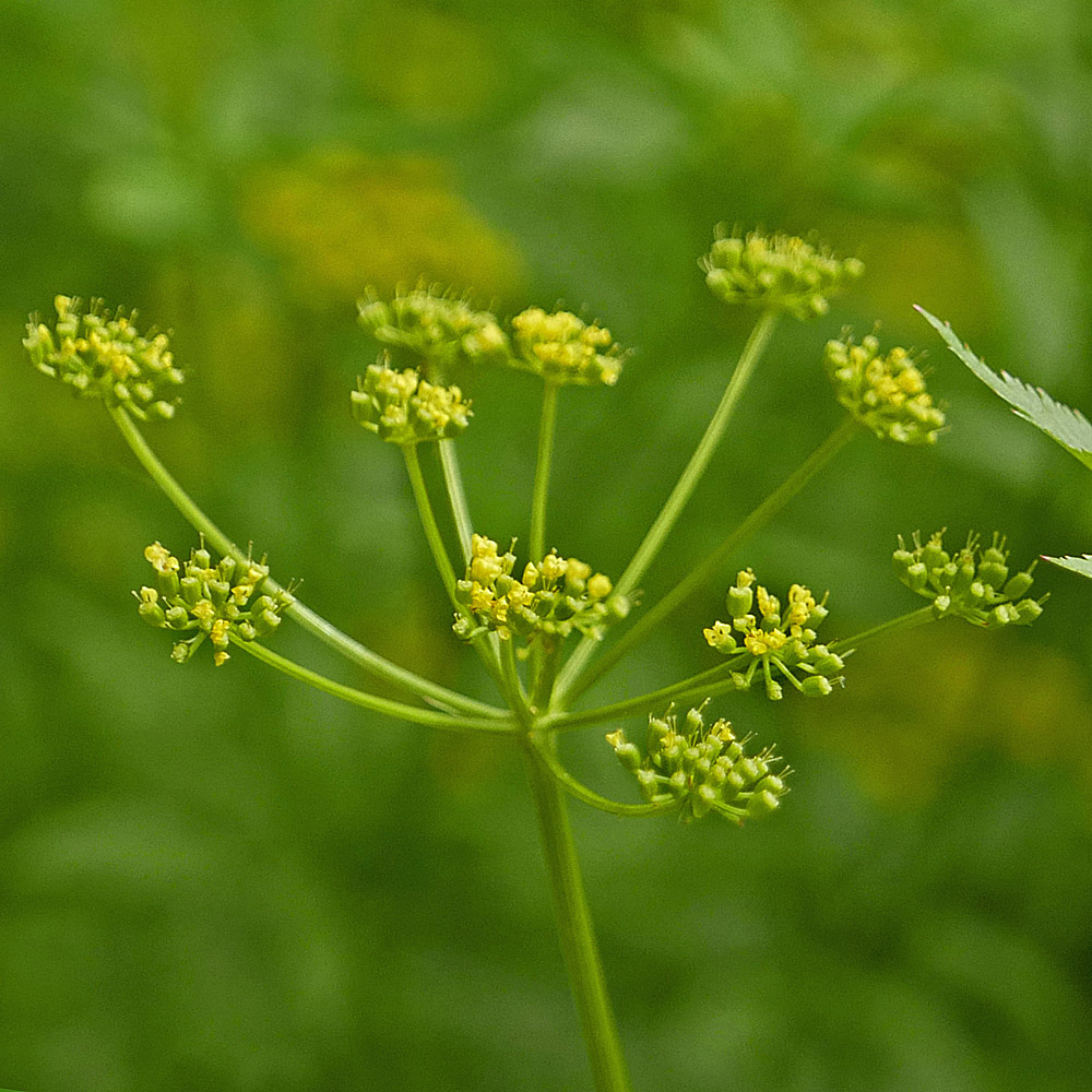 Flat-topped, compound umbel of native Zizia aurea