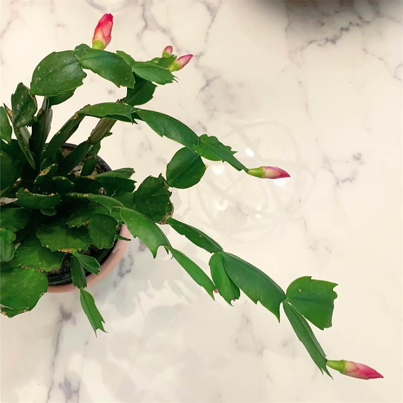Pink buds on holiday cactus