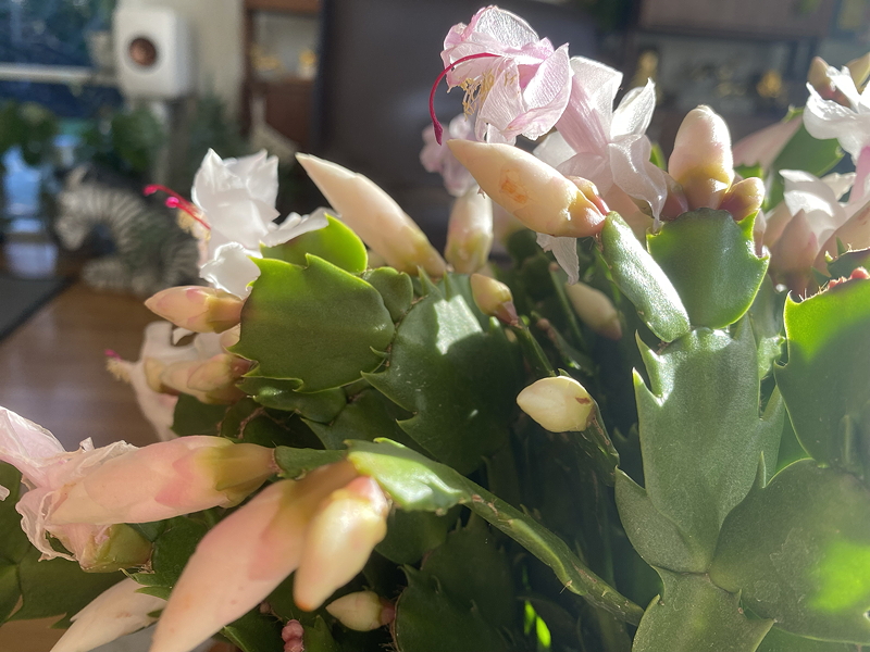 pink blooming Christmas Cacti
