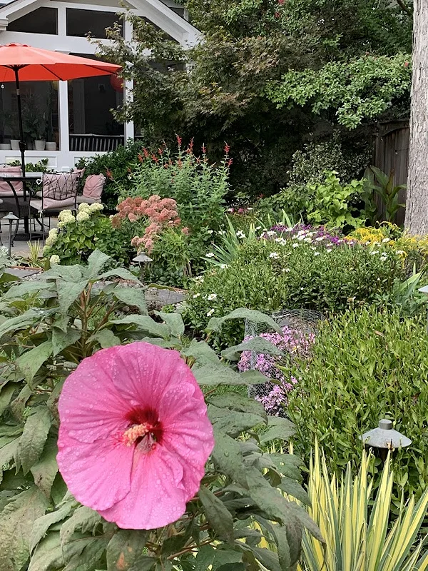 Cindy Robertson's home garden