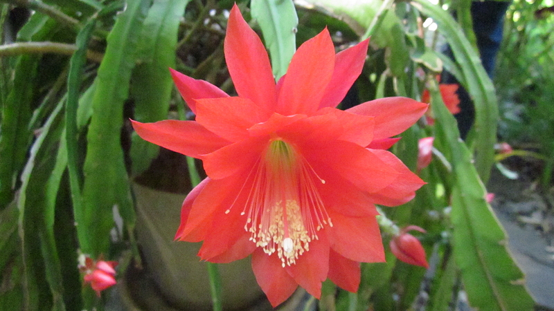 Red bloom of orchid Cactus flower