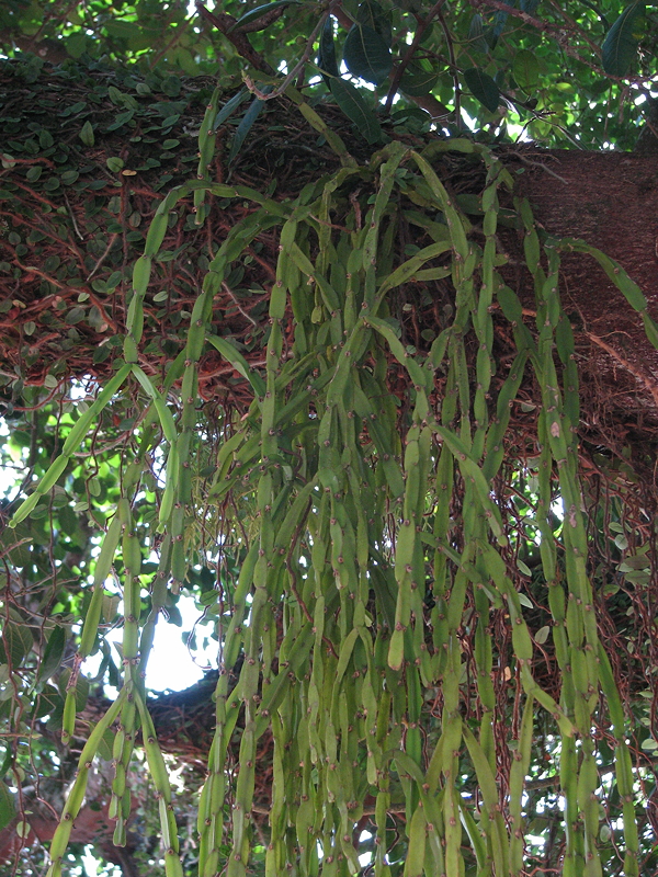 Rhipsalis paradoxa growing attached to tree limb