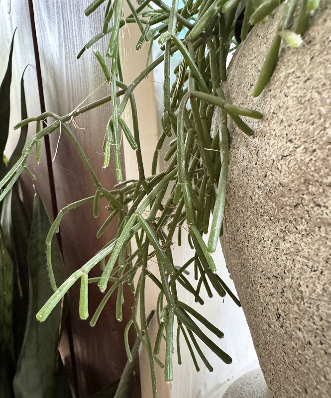 trailing mistletoe cactus