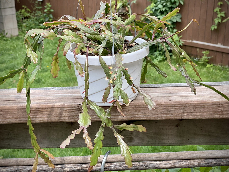 cactus in hanging planter