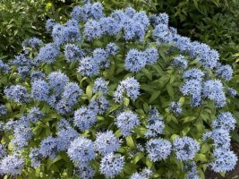 Blooming Amsonia tabernaemontana (Eastern Blue-star) in April.