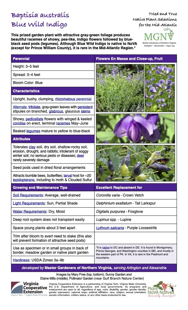 Baptisia australis Blue Wild Indigo
Tried and True Native Plant Selections for the Mid-Atlantic
This prized garden plant with attractive gray-green foliage produces beautiful racemes of showy, pea-like, indigo flowers followed by blue- black seed pods (legumes). Although Blue Wild Indigo is native to NoVA (except for Prince William County), it is rare in the Mid-Atlantic Region.*
Perennial Flowers En Masse and Close-up, Fruit
Height: 3–5 feet
Spread: 3–4 feet
Bloom Color: Blue
Characteristics
Upright, bushy, clumping, rhizomatous perennial
Alternate, trifoliate, gray-green leaves with persistent stipules on branched, glabrous, glaucous stems
Showy, pedicellate flowers with winged & keeled corollas on erect, terminal racemes May–June
Beaked legumes mature to yellow to blue-black
Attributes
Tolerates clay soil, dry soil, shallow-rocky soil, erosion, drought, and rabbits; intolerant of soggy winter soil; no serious pests or diseases; deer rarely severely damage
Seed pods used in dried floral arrangements
Attracts bumble bees, butterflies; larval host for ~20 lepidopterans, including Io moth & Clouded Sulfur
Growing and Maintenance Tips
Soil Requirements: Average, well-drained
Excellent Replacement for
Coronilla varia - Crown Vetch
Light Requirements: Sun, Partial Shade
Delphinium exaltatum - Tall Larkspur
Water Requirements: Dry, Moist
Space young plants about 3 feet apart
Trim after bloom to avert need to stake (this also will prevent formation of attractive seed pods)
Digitalis purpurea - Foxglove
Deep root system does not transplant easily
Lupinus spp. - Lupine
Lythrum salicaria - Purple Loosestrife
Use as specimen or in small groups in back of border, meadow garden or native plant garden
*It is native to DC and absent in DE. It is found in Montgomery, Prince Georges, and Washington counties in MD, and mostly in the western part of PA. In VA, it is rare in the Piedmont and mountains.
Hardiness: USDA Zones 3a–9b
developed by Master Gardeners of Northern Virginia, serving Arlington and Alexandria
Images by Mary Free (top, bottom), Sunny Garden and
Elaine Mills (middle), Pollinator Garden (near Gulf Branch Nature Center)