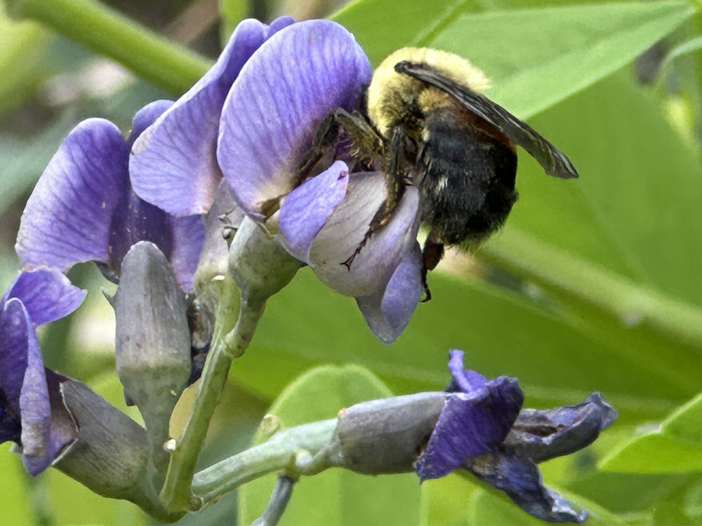 Brown-belted bumble bee on Baptisia australis (blue wild indigo) in May.