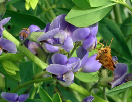 Peck's skipper (Polites peckius) on Baptisia australis (blue wild indigo) in May.