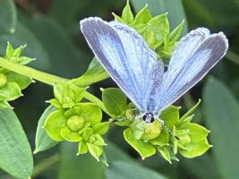 An azure (Celastrina) butterfly perches over an egg she just oviposited at the base of a Hypericum prolificum bud in May.
