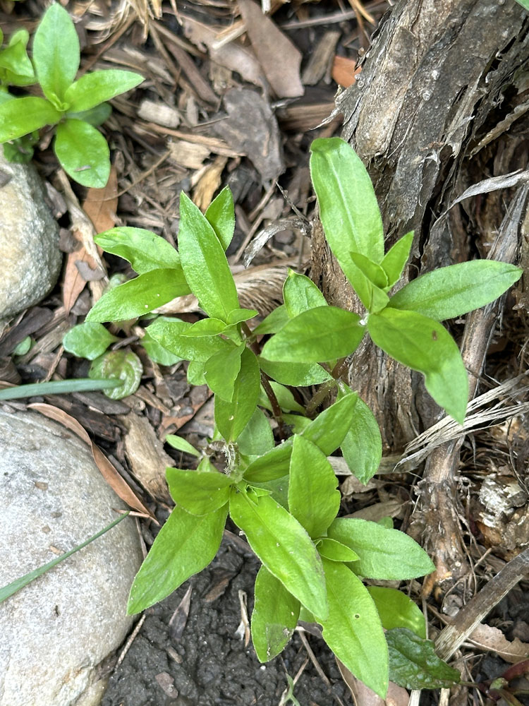 Diodia virginiana emerging plant in mid-May.