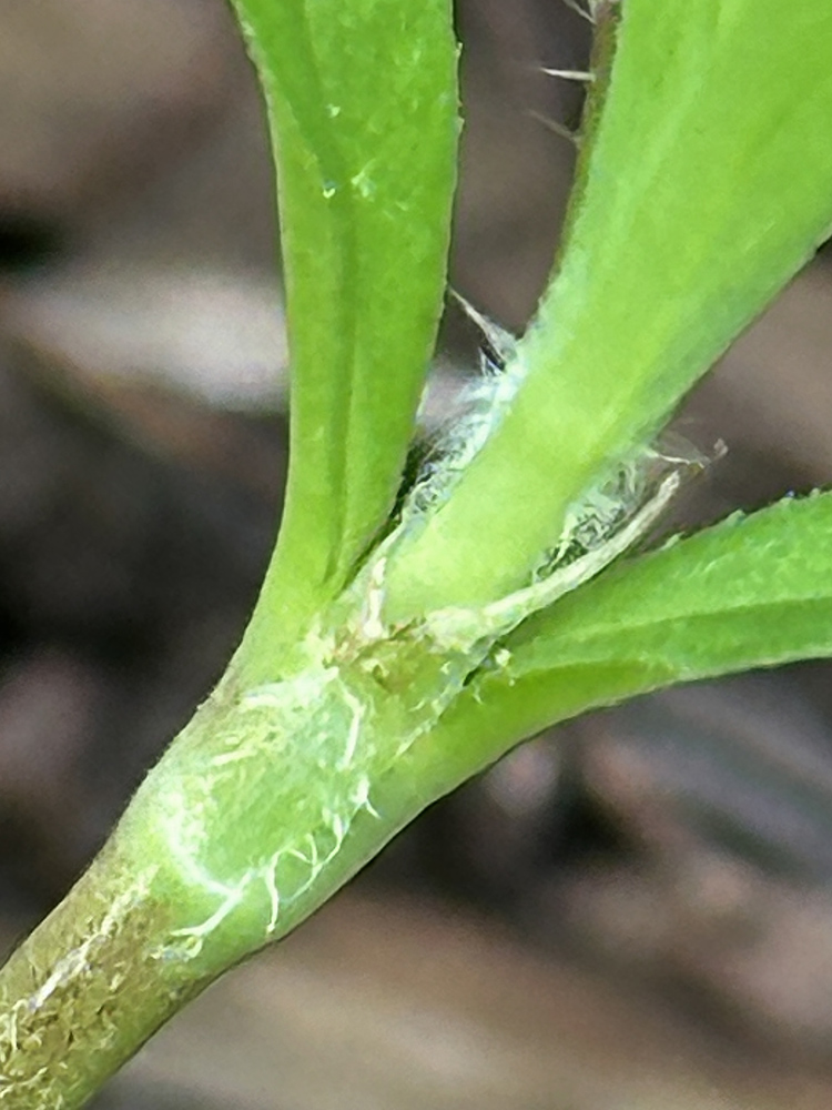 Diodia virginiana (Virginia buttonweed) cylindrically sheathing stipules are diagnostic.