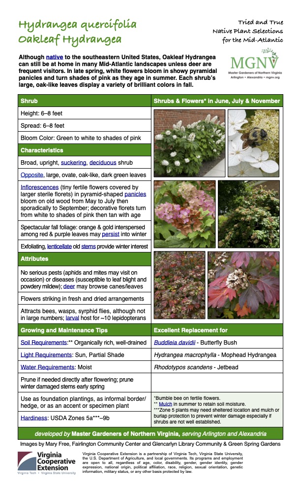 Hydrangea quercifolia Oakleaf Hydrangea
Tried and True Native Plant Selections for the Mid-Atlantic
Although native to the southeastern United States, Oakleaf Hydrangea can still be at home in many Mid-Atlantic landscapes unless deer are frequent visitors. In late spring, white flowers bloom in showy pyramidal panicles and turn shades of pink as they age in summer. Each shrub’s large, oak-like leaves display a variety of brilliant colors in fall.
Shrub Shrubs & Flowers* in June, July & November
Height: 6–8 feet
Spread: 6–8 feet
Bloom Color: Green to white to shades of pink
Characteristics
Broad, upright, suckering, deciduous shrub
Opposite, large, ovate, oak-like, dark green leaves
Inflorescences (tiny fertile flowers covered by larger sterile florets) in pyramid-shaped panicles bloom on old wood from May to July then sporadically to September; decorative florets turn from white to shades of pink then tan with age
Spectacular fall foliage: orange & gold interspersed among red & purple leaves may persist into winter
Exfoliating, lenticellate old stems provide winter interest
Attributes
No serious pests (aphids and mites may visit on occasion) or diseases (susceptible to leaf blight and powdery mildew); deer may browse canes/leaves
Flowers striking in fresh and dried arrangements
Attracts bees, wasps, syrphid flies, although not in large numbers; larval host for ~10 lepidopterans
Growing and Maintenance Tips
Soil Requirements:** Organically rich, well-drained
Excellent Replacement for
Buddleia davidii - Butterfly Bush
Light Requirements: Sun, Partial Shade
Water Requirements: Moist
Use as foundation plantings, as informal border/ hedge, or as an accent or specimen plant
Hydrangea macrophylla - Mophead Hydrangea
Rhodotypos scandens - Jetbead
Prune if needed directly after flowering; prune winter damaged stems early spring
*Bumble bee on fertile flowers.
** Mulch in summer to retain soil moisture.
***Zone 5 plants may need sheltered location and mulch or burlap protection to prevent winter damage especially if shrubs are not well established.
Hardiness: USDA Zones 5a***–9b
developed by Master Gardeners of Northern Virginia, serving Arlington and Alexandria
Images by Mary Free, Fairlington Community Center and Glencarlyn Library Community & Green Spring Gardens