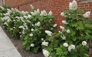 Hydrangea quercifolia (Oakleaf Hydrangea) bordering the foundation of the Fairlington Community Center in June.