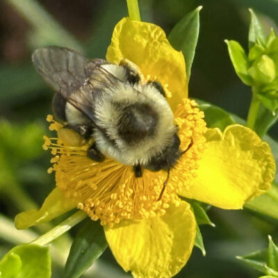 Absent nectar, a common eastern bumble bee fills her pollen baskets on Hypericum prolificum (Shrubby St. John’s-wort) in late May.