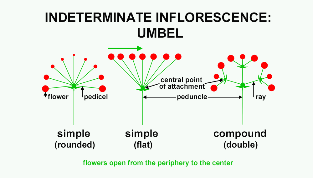 Diagram of simple rounded, simple flat, and compound umbels