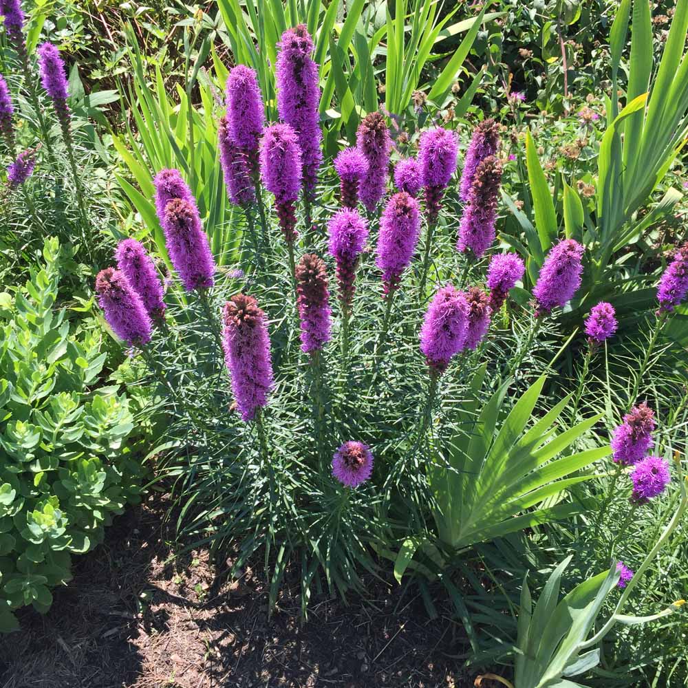 Liatris spicata, (Gayfeather, (Dense) Blazing Star) bloom in June. Photo by Elaine L. Mills, 2015-06-29, Meadowlark Botanical Gardens.