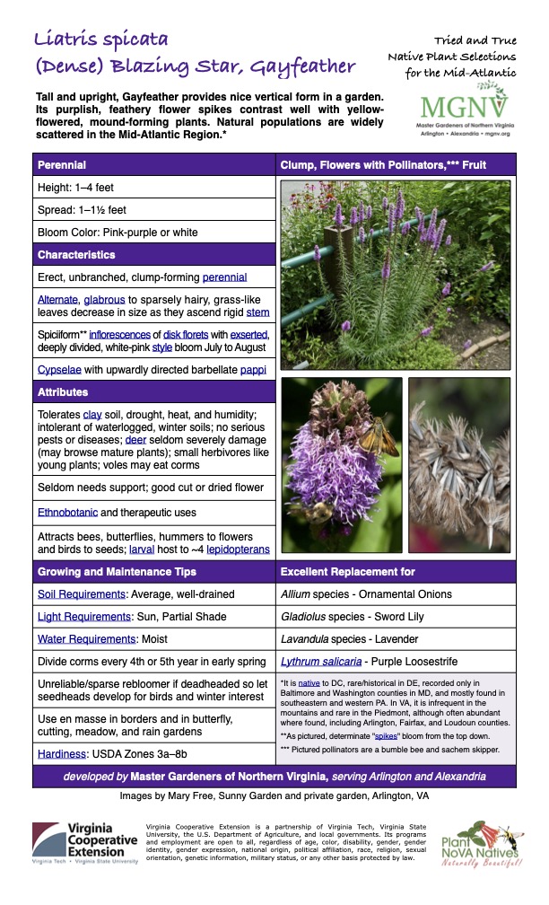Liatris spicata
(Dense) Blazing Star, Gayfeather
Tall and upright, Gayfeather provides nice vertical form in a garden. Its purplish, feathery flower spikes contrast well with yellow- flowered, mound-forming plants. Natural populations are widely scattered in the Mid-Atlantic Region.*
Tried and True Native Plant Selections for the Mid-Atlantic
Perennial Clump, Flowers with Pollinators,*** Fruit
Height: 1–4 feet
Spread: 1–11⁄2 feet
Bloom Color: Pink-purple or white
Characteristics
Erect, unbranched, clump-forming perennial
Alternate, glabrous to sparsely hairy, grass-like leaves decrease in size as they ascend rigid stem
Spiciiform** inflorescences of disk florets with exserted, deeply divided, white-pink style bloom July to August
Cypselae with upwardly directed barbellate pappi
Attributes
Tolerates clay soil, drought, heat, and humidity; intolerant of waterlogged, winter soils; no serious pests or diseases; deer seldom severely damage (may browse mature plants); small herbivores like young plants; voles may eat corms
Seldom needs support; good cut or dried flower
Ethnobotanic and therapeutic uses
Attracts bees, butterflies, hummers to flowers and birds to seeds; larval host to ~4 lepidopterans
Growing and Maintenance Tips
Excellent Replacement for
Soil Requirements: Average, well-drained
Allium species - Ornamental Onions
Light Requirements: Sun, Partial Shade
Gladiolus species - Sword Lily
Water Requirements: Moist
Lavandula species - Lavender
Divide corms every 4th or 5th year in early spring
Lythrum salicaria - Purple Loosestrife
Unreliable/sparse rebloomer if deadheaded so let seedheads develop for birds and winter interest
*It is native to DC, rare/historical in DE, recorded only in Baltimore and Washington counties in MD, and mostly found in southeastern and western PA. In VA, it is infrequent in the mountains and rare in the Piedmont, although often abundant where found, including Arlington, Fairfax, and Loudoun counties.
**As pictured, determinate "spikes" bloom from the top down. *** Pictured pollinators are a bumble bee and sachem skipper.
Use en masse in borders and in butterfly, cutting, meadow, and rain gardens
Hardiness: USDA Zones 3a–8b
developed by Master Gardeners of Northern Virginia, serving Arlington and Alexandria
Images by Mary Free, Sunny Garden and private garden, Arlington, VA