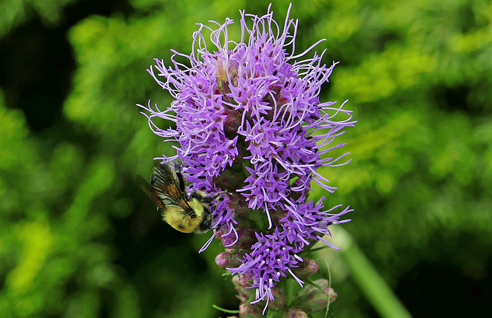 Spike of Liatris spicata with bumble bee