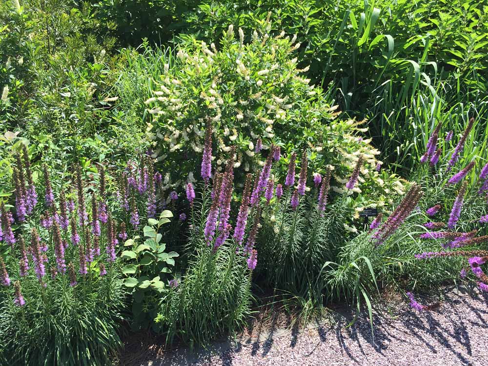 Liatris spicata (Gayfeather, (Dense) Blazing Star) at the National Garden, U. S. Botanic Garden in July. Clethra alnifolia blooms in the background.
