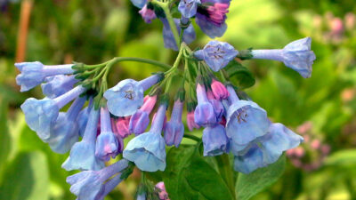 Mertensia virginica (Virginia bluebell) flowers in March.
