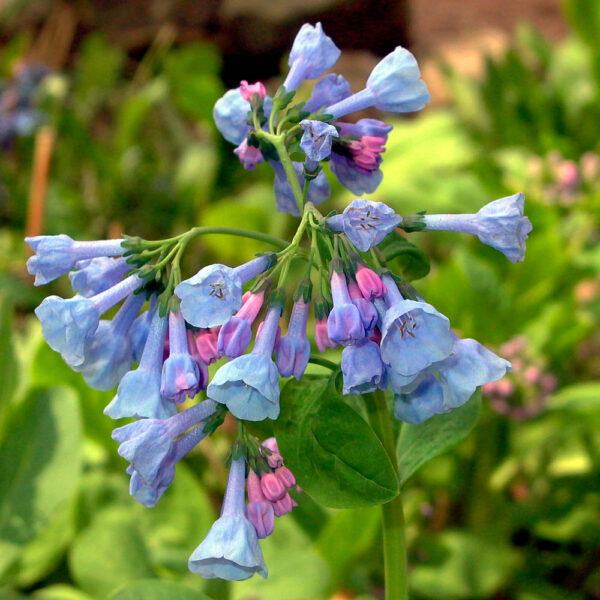 Mertensia virginica (Virginia bluebell) flowers in March.