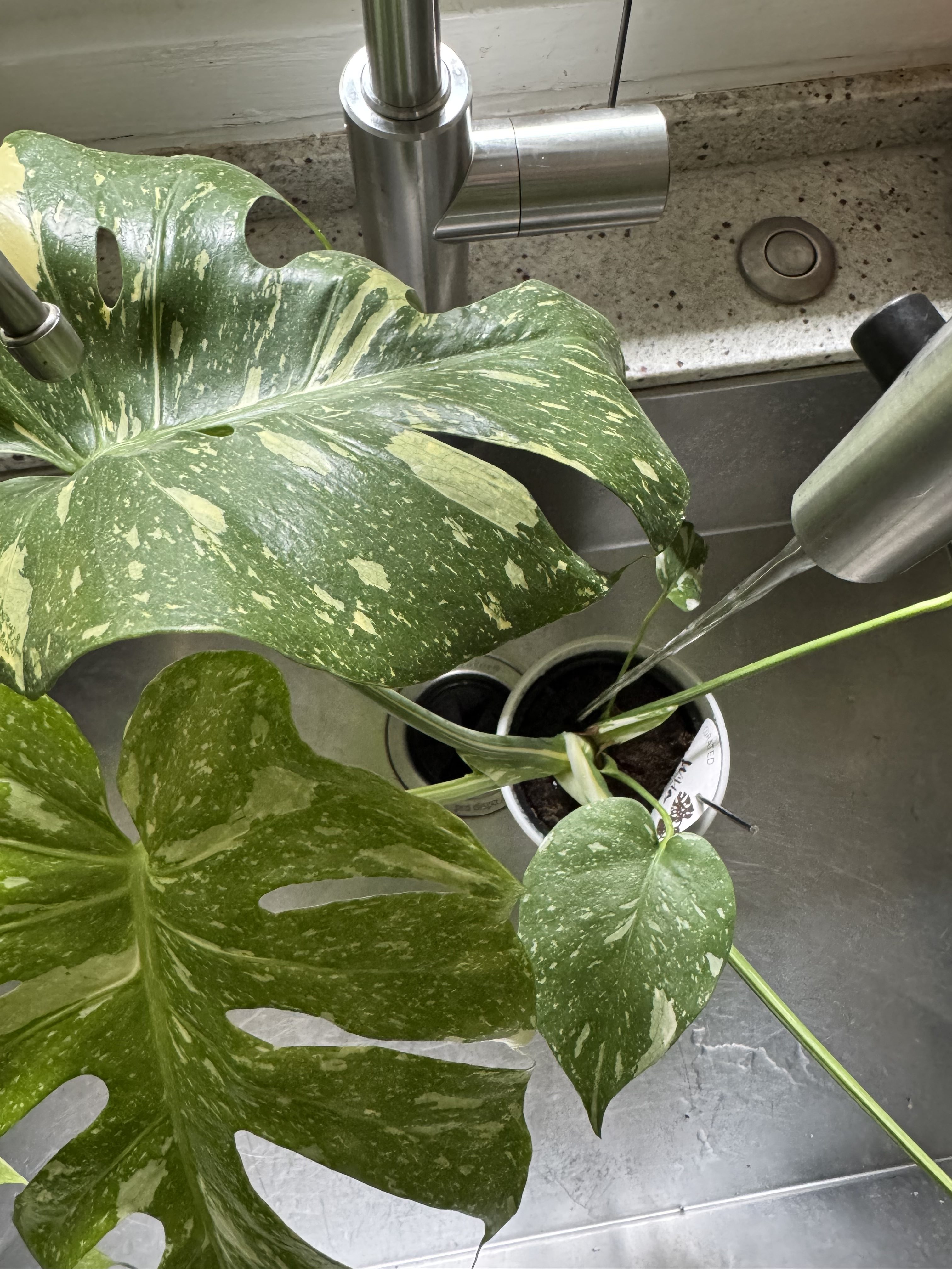 Monstera deliciosa ‘Thai Constellation’ gets watered directly from the tap.