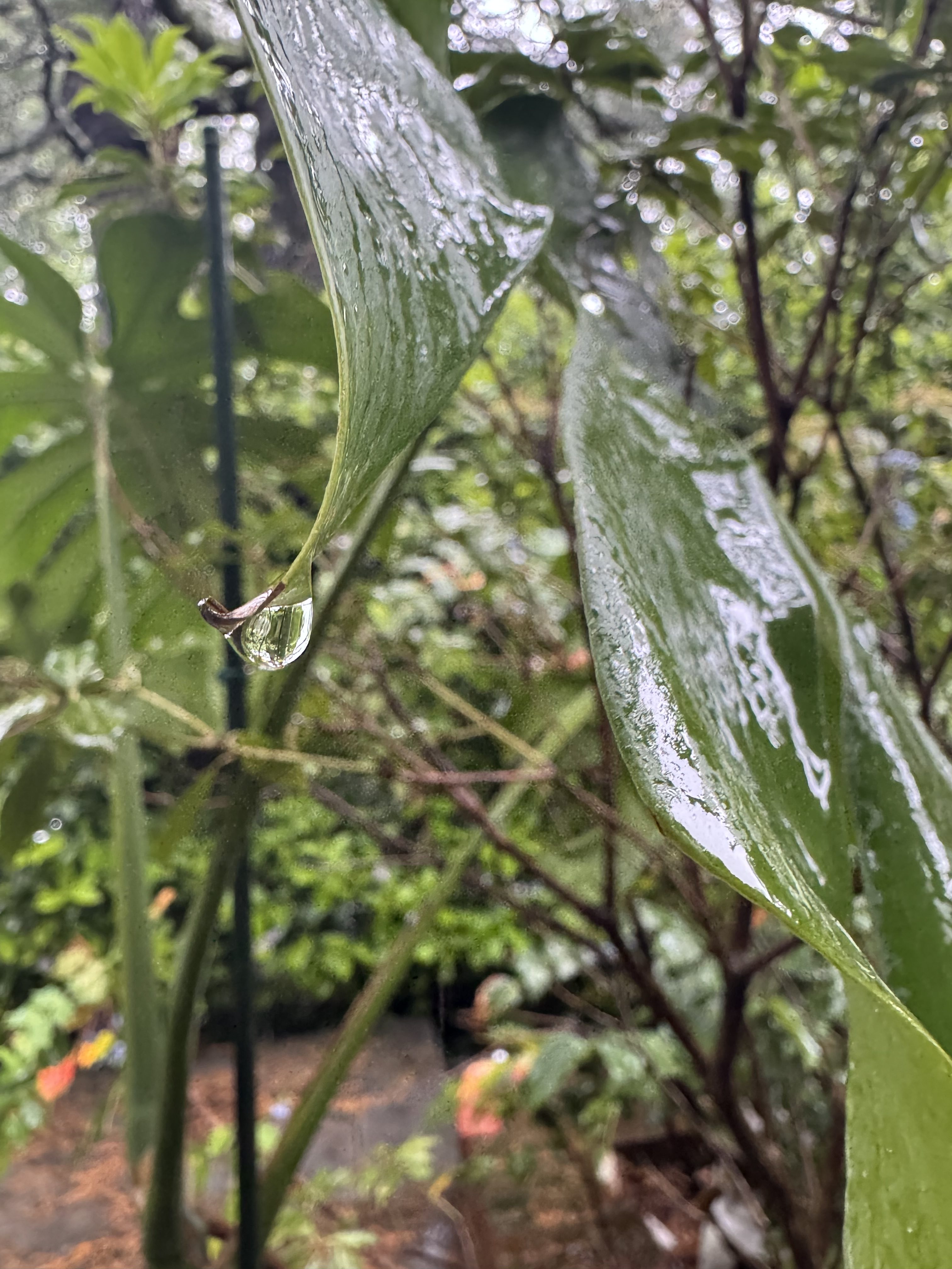 Close-up of a fresh Monstera leaf with droplets of water, showcasing its vibrant green color and unique leaf pattern.