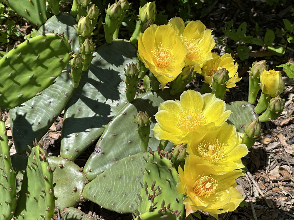 Opuntia humifusa in late May.