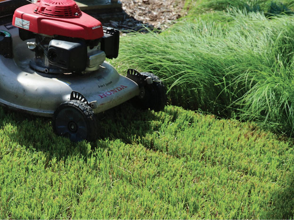 Wood’s sedge (Carex woodii) in mowing trial Photo Mt. Cuba Center