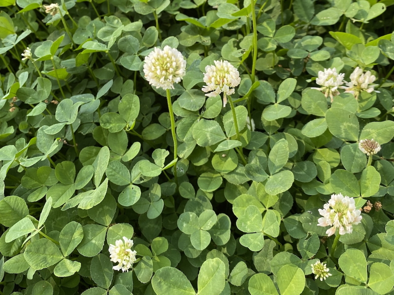 Close-up of clover