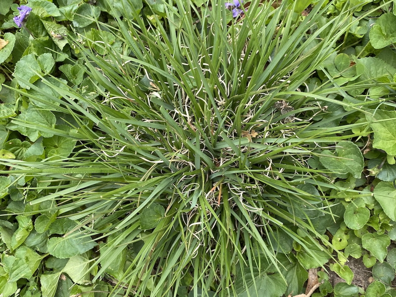 Poverty oat grass tufted clumps