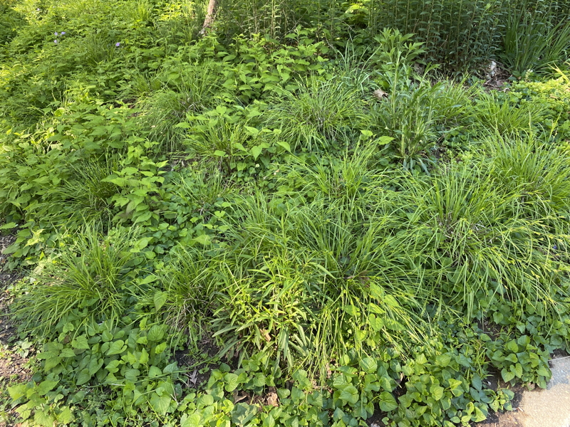Creek sedge (<em>Carex amphibola</em>) used en masse on a slope to control erosion