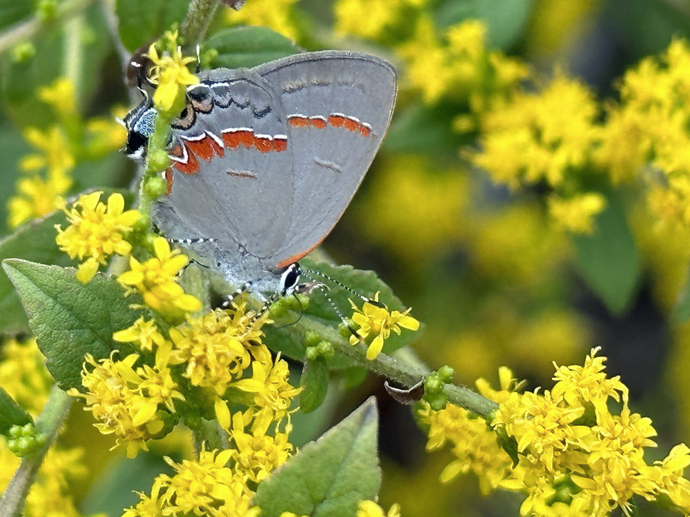 Red-banded hairstreak on Solidago rugosa ‘Fireworks.’