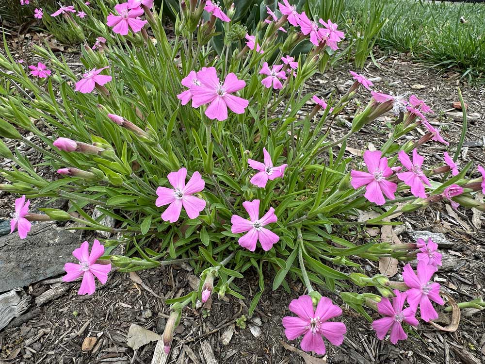 Silene caroliniana(Wild Pink) flowering clump in April.