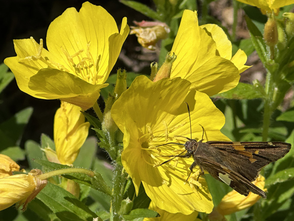 Silver-spotted skipper on Oenothera fruticosa in late May.