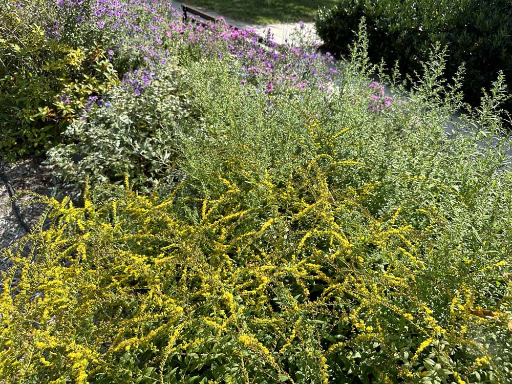 Solidago rugosa ‘Fireworks’ behind the Tribute Bench in October 2023.