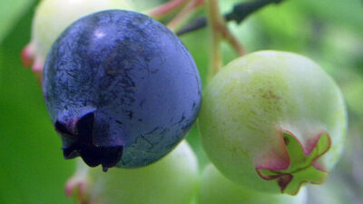 Vaccinium corymbosum (Northern highbush blueberry). Photo © Green Yoshi CC BY-SA 3.0 [Cropped from original]