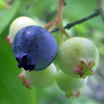 Vaccinium corymbosum (Northern highbush blueberry). Photo © Green Yoshi CC BY-SA 3.0 [Cropped from original]