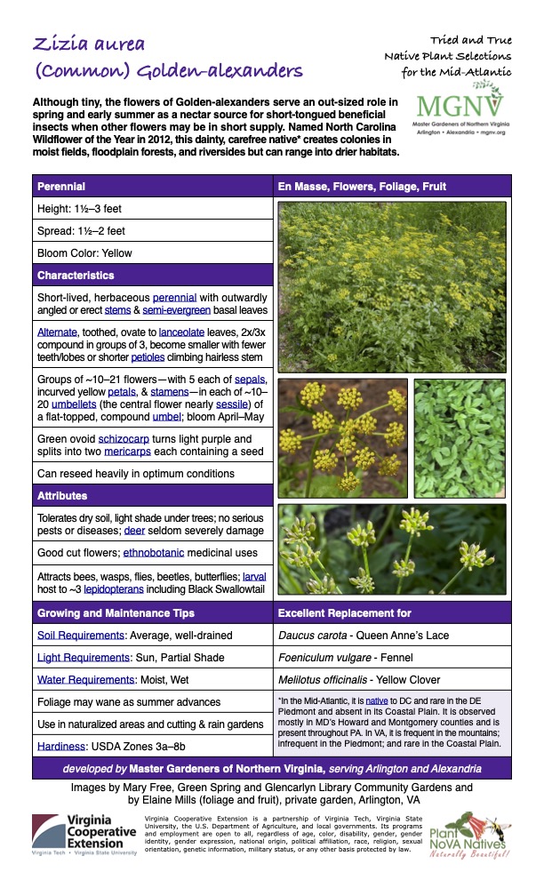 Zizia aurea
(Common) Golden-alexanders
Tried and True Native Plant Selections for the Mid-Atlantic
Although tiny, the flowers of Golden-alexanders serve an out-sized role in spring and early summer as a nectar source for short-tongued beneficial insects when other flowers may be in short supply. Named North Carolina Wildflower of the Year in 2012, this dainty, carefree native* creates colonies in moist fields, floodplain forests, and riversides but can range into drier habitats.
Perennial En Masse, Flowers, Foliage, Fruit
Height: 11⁄2–3 feet
Spread: 11⁄2–2 feet
Bloom Color: Yellow
Characteristics
Short-lived, herbaceous perennial with outwardly angled or erect stems & semi-evergreen basal leaves
Alternate, toothed, ovate to lanceolate leaves, 2x/3x compound in groups of 3, become smaller with fewer teeth/lobes or shorter petioles climbing hairless stem
Groups of ~10–21 flowers—with 5 each of sepals, incurved yellow petals, & stamens—in each of ~10– 20 umbellets (the central flower nearly sessile) of a flat-topped, compound umbel; bloom April–May
Green ovoid schizocarp turns light purple and splits into two mericarps each containing a seed
Can reseed heavily in optimum conditions
Attributes
Tolerates dry soil, light shade under trees; no serious pests or diseases; deer seldom severely damage
Good cut flowers; ethnobotanic medicinal uses
Attracts bees, wasps, flies, beetles, butterflies; larval host to ~3 lepidopterans including Black Swallowtail
Growing and Maintenance Tips
Soil Requirements: Average, well-drained
Excellent Replacement for
Daucus carota - Queen Anne’s Lace
Light Requirements: Sun, Partial Shade
Water Requirements: Moist, Wet
Foliage may wane as summer advances
Foeniculum vulgare - Fennel
Melilotus officinalis - Yellow Clover
*In the Mid-Atlantic, it is native to DC and rare in the DE Piedmont and absent in its Coastal Plain. It is observed mostly in MD’s Howard and Montgomery counties and is present throughout PA. In VA, it is frequent in the mountains; infrequent in the Piedmont; and rare in the Coastal Plain.
Use in naturalized areas and cutting & rain gardens
Hardiness: USDA Zones 3a–8b
developed by Master Gardeners of Northern Virginia, serving Arlington and Alexandria
Images by Mary Free, Green Spring and Glencarlyn Library Community Gardens and   by Elaine Mills (foliage and fruit), private garden, Arlington, VA